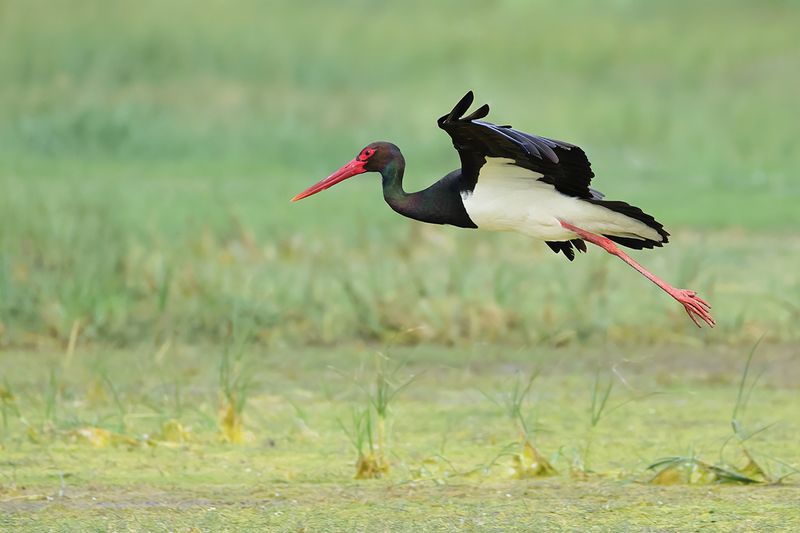 Black Stork (Ciconia nigra)