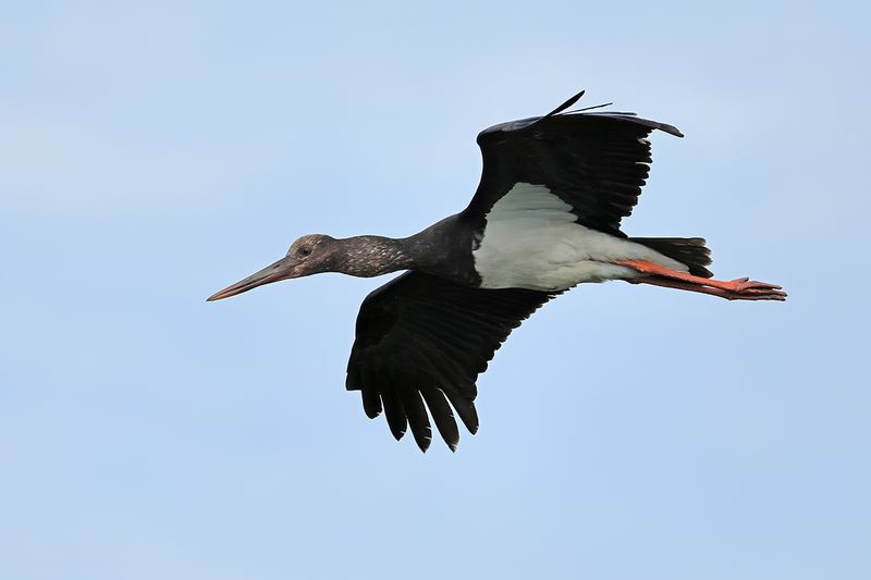 Black Stork (Ciconia nigra)