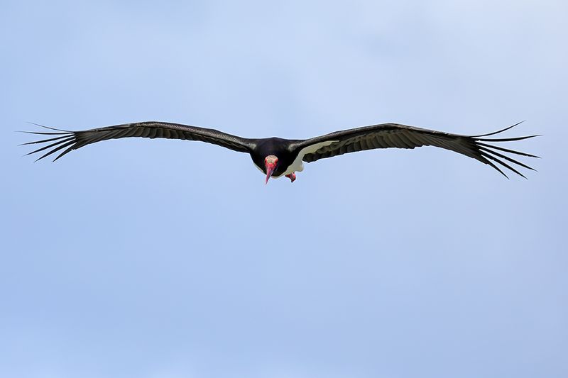 Black Stork (Ciconia nigra)