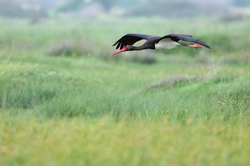 Black Stork (Ciconia nigra)