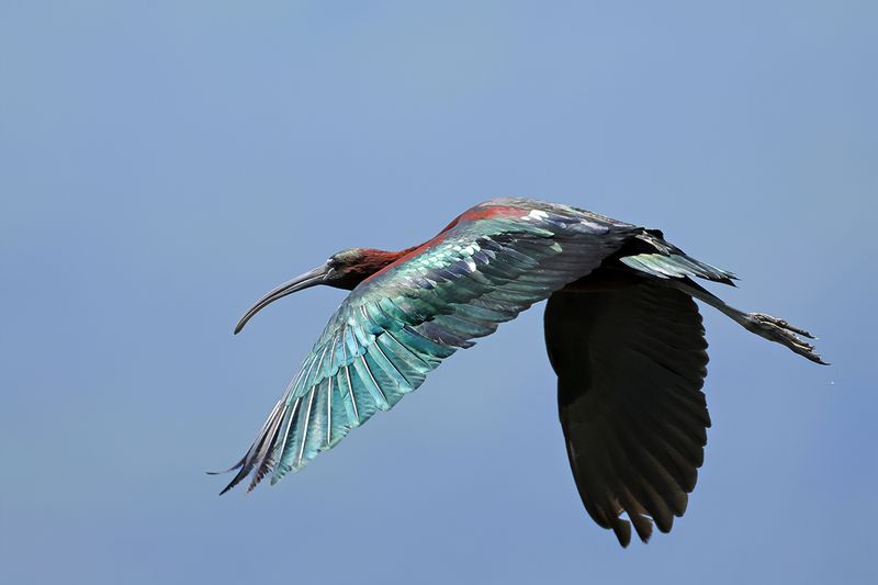 Glossy Ibis (Plegadis falcinellus)