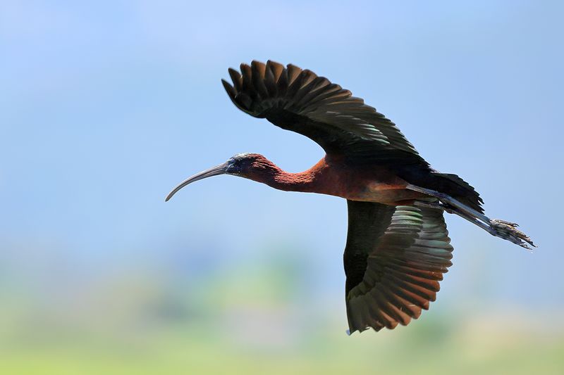 Glossy Ibis (Plegadis falcinellus)