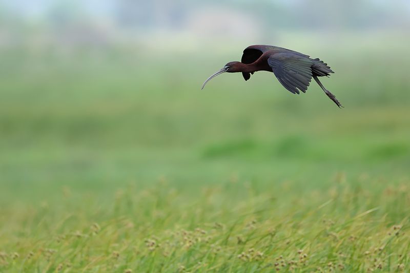 Glossy Ibis (Plegadis falcinellus)