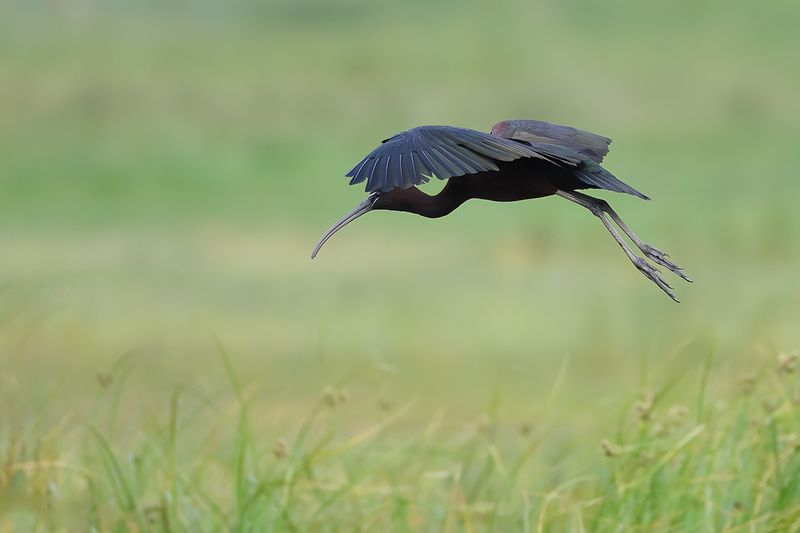 Glossy Ibis (Plegadis falcinellus)