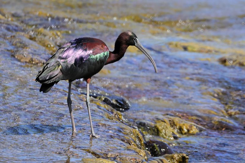 Glossy Ibis (Plegadis falcinellus)