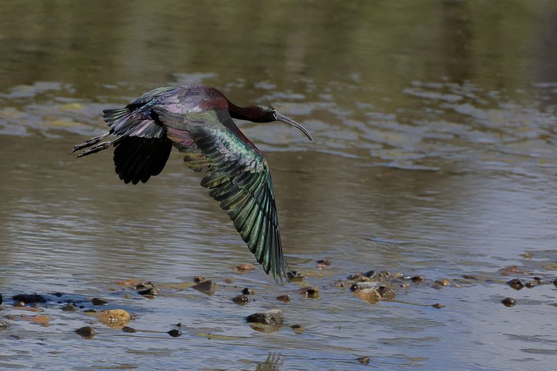 Glossy Ibis (Plegadis falcinellus)