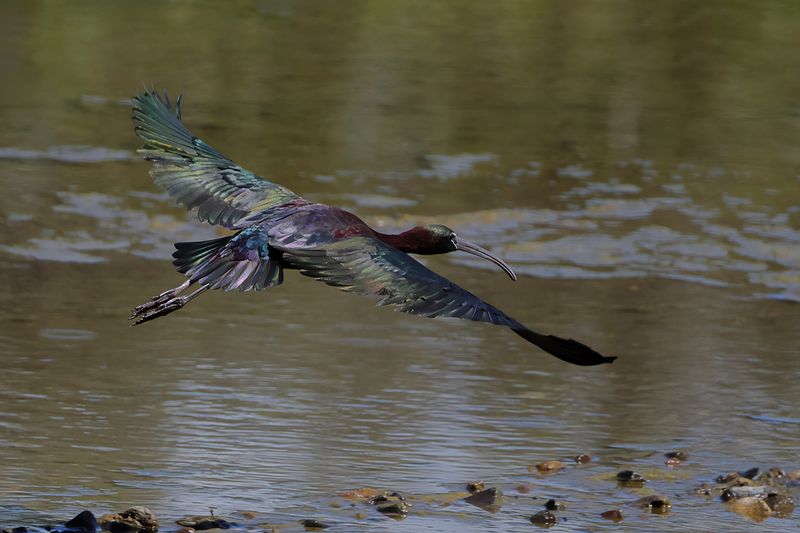 Glossy Ibis (Plegadis falcinellus)