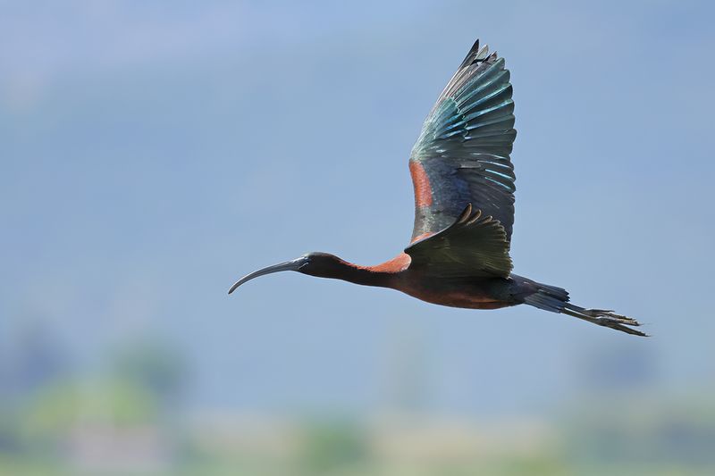 Glossy Ibis (Plegadis falcinellus)