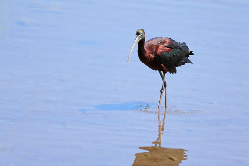 Glossy Ibis (Plegadis falcinellus)