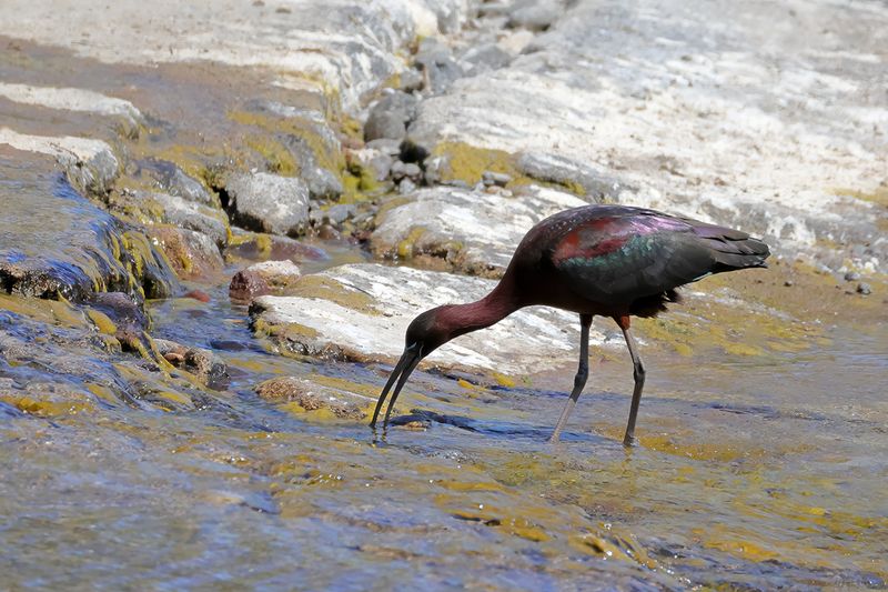 Glossy Ibis (Plegadis falcinellus)