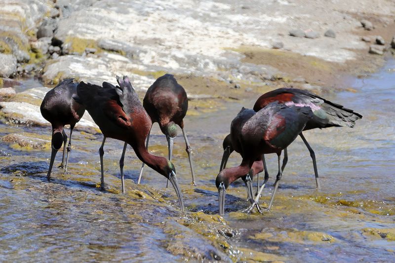 Glossy Ibis (Plegadis falcinellus)