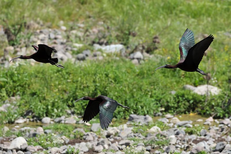 Glossy Ibis (Plegadis falcinellus)