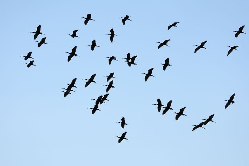 Glossy Ibis (Plegadis falcinellus)