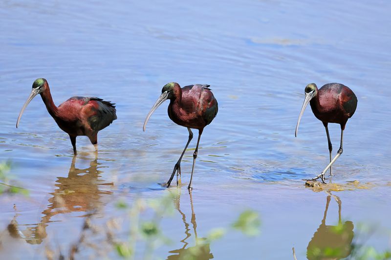 Glossy Ibis (Plegadis falcinellus)