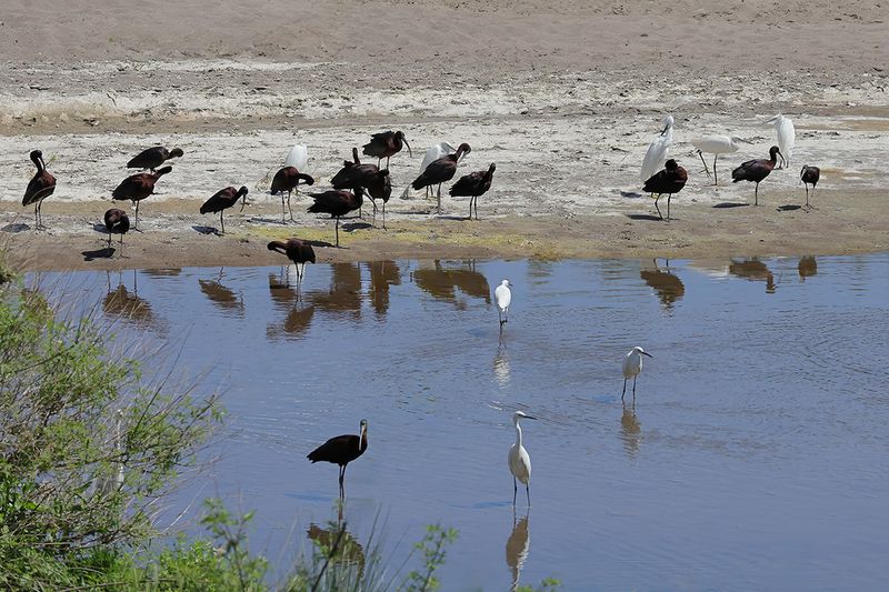 Glossy Ibis (Plegadis falcinellus)