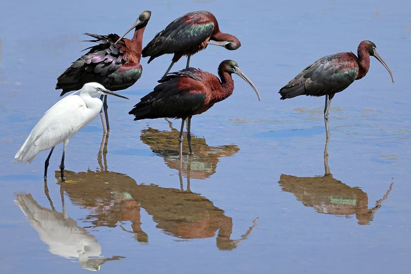 Glossy Ibis (Plegadis falcinellus)