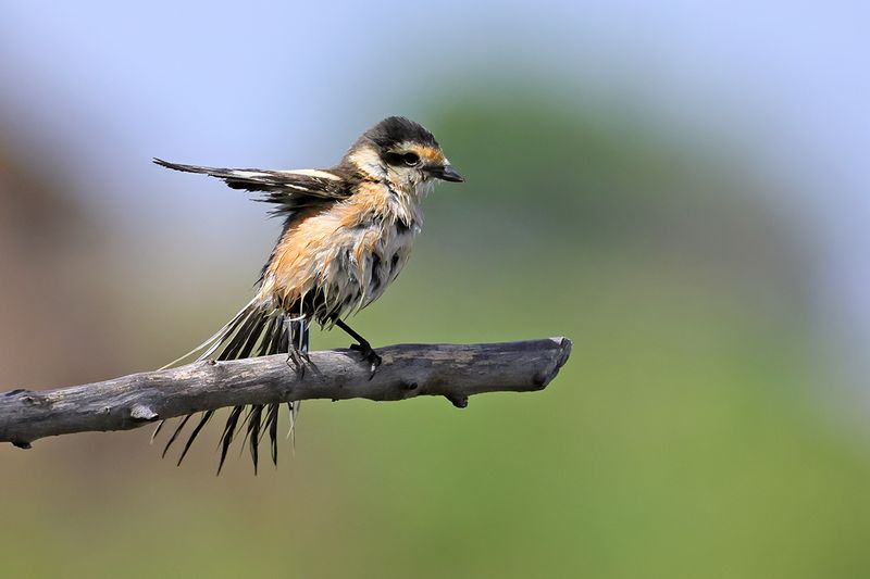 Masked shrike (Lanius nubicus)