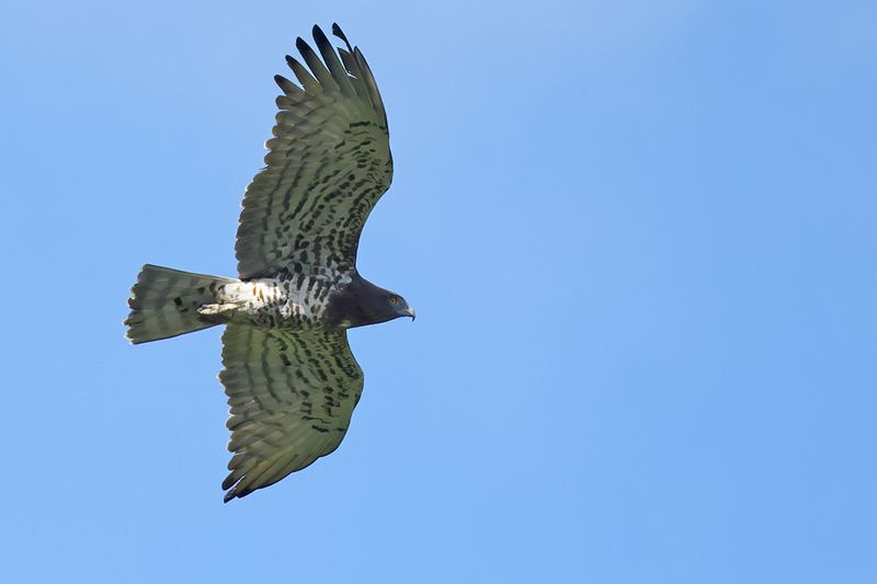Short-toed Eagle (Circaetus gallicus)