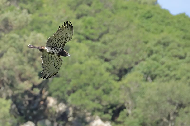 Short-toed Eagle (Circaetus gallicus)