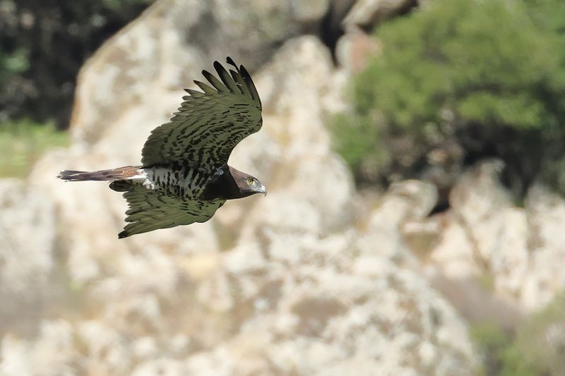 Short-toed Eagle (Circaetus gallicus)