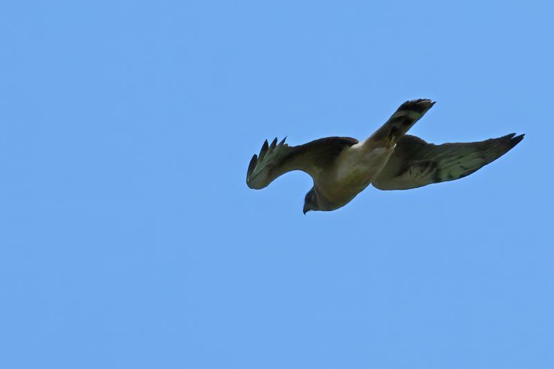 Pallid Harrier (Circus macrourus)