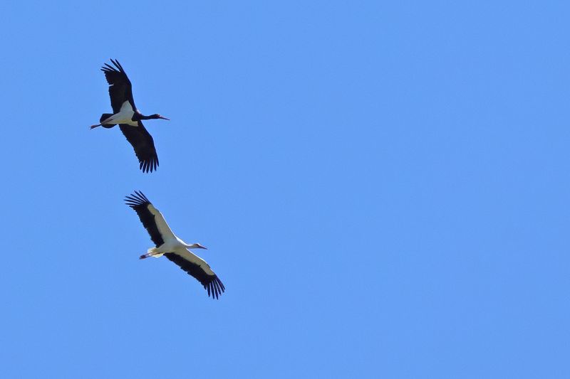 Storks
