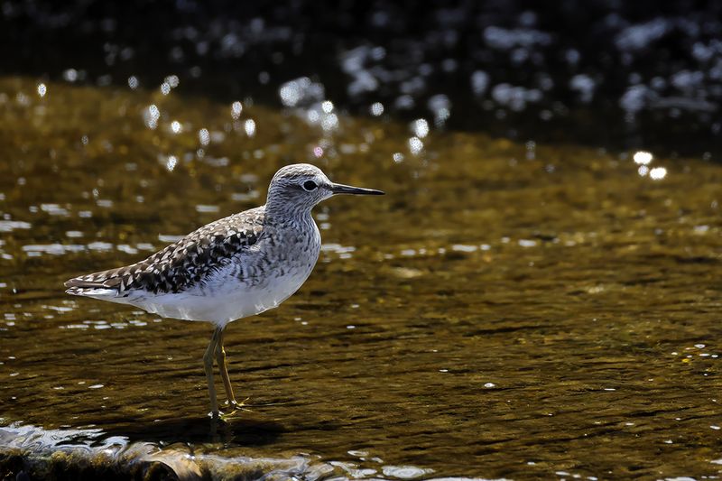 Wood Sandpiper (Tringa glareola)