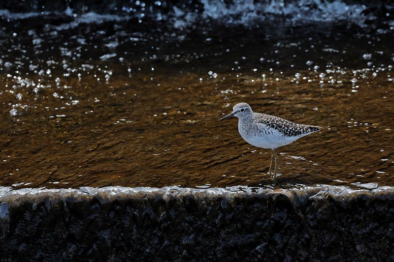 Wood Sandpiper (Tringa glareola)