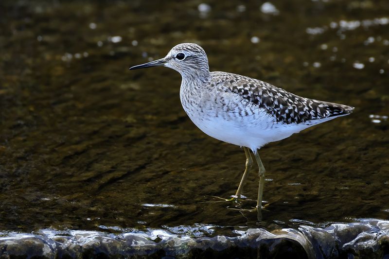 Wood Sandpiper (Tringa glareola)