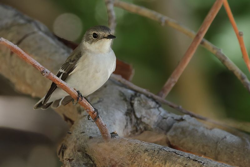 Collared flycatcher (Ficedula albicollis)