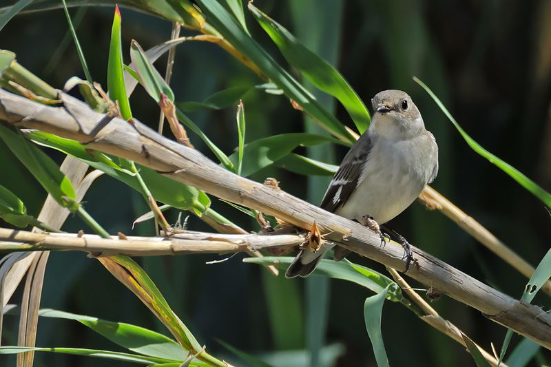 Collared flycatcher (Ficedula albicollis)
