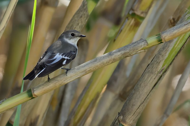 Collared flycatcher (Ficedula albicollis)