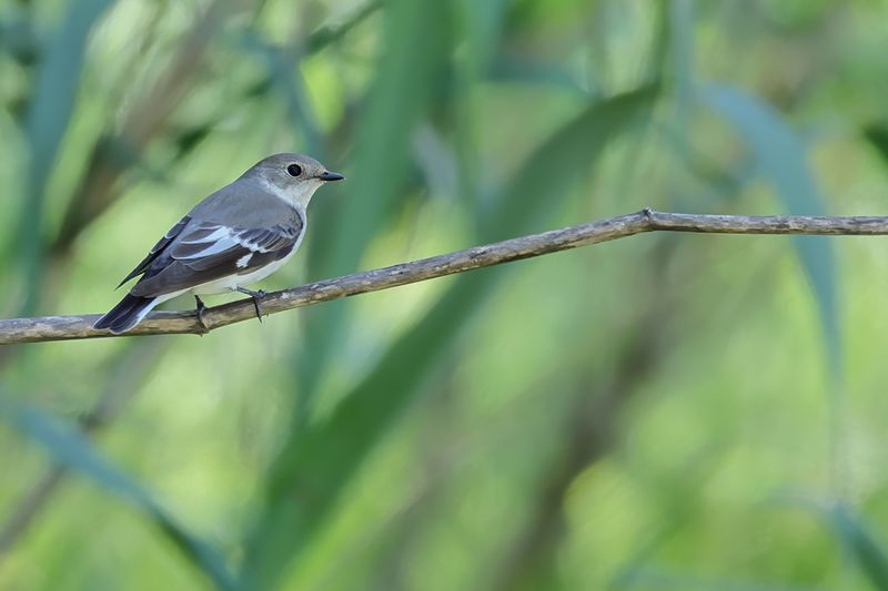 Collared flycatcher (Ficedula albicollis)
