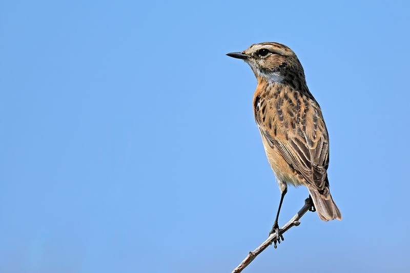 Whinchat (Saxicola rubetra)