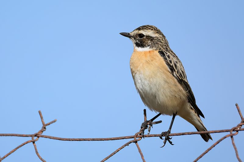 Whinchat (Saxicola rubetra)