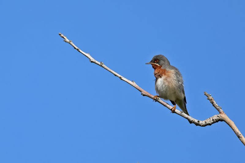 Eastern Subalpine Warbler (Sylvia cantillans ssp. albistriata)