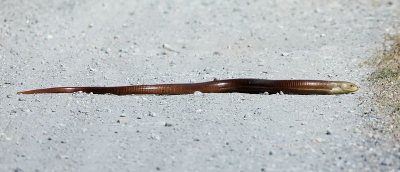 Glass lizard - (Pseudopus apodus)
