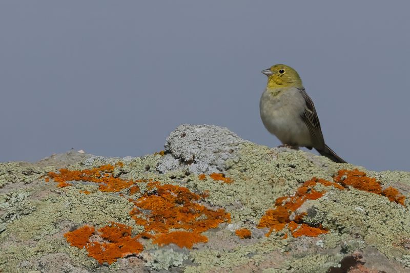 Cinereous Bunting (Emberiza cineracea)