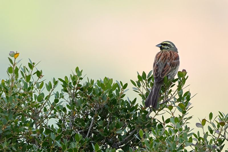 Cirl Bunting - Emberiza cirlus