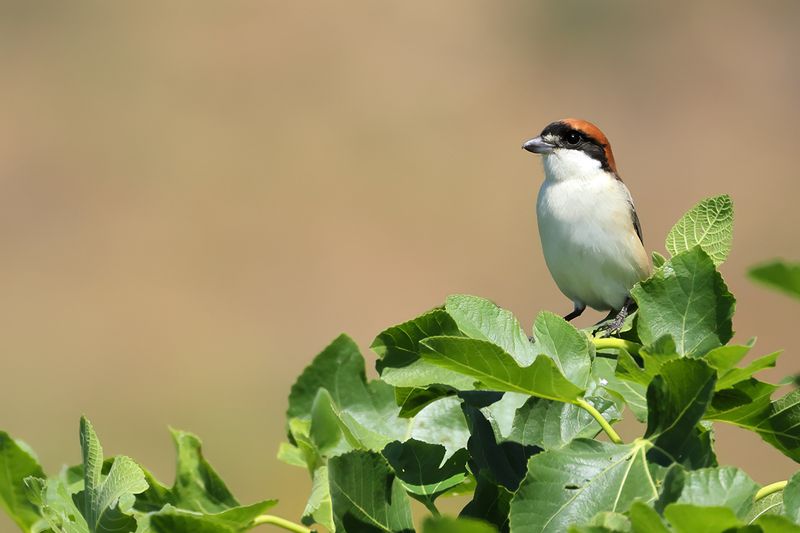 Woodchat Shrike (Lanius senator)