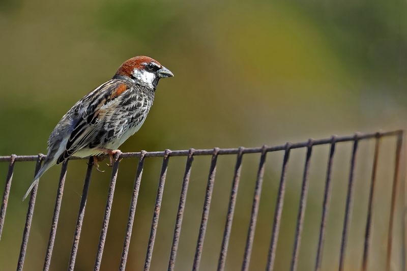 Spanish Sparrow (Passer hispaniolensis)