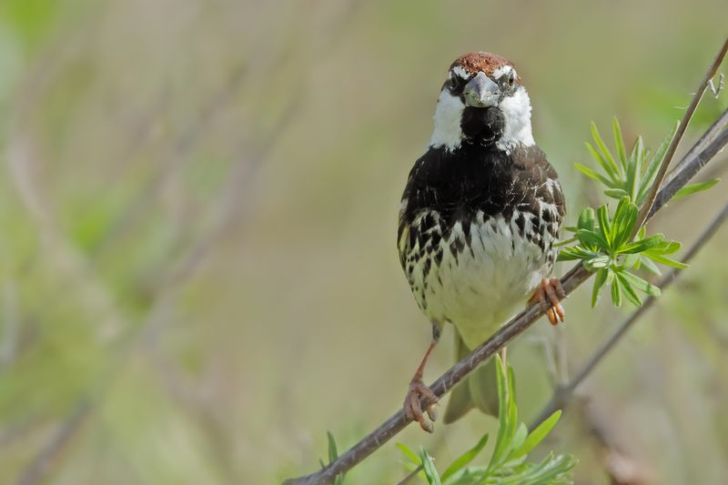 Spanish Sparrow (Passer hispaniolensis)