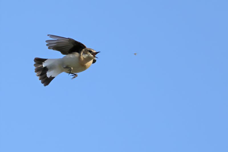 Eastern Black-eared Wheatear (Oenanthe melanoleuca)