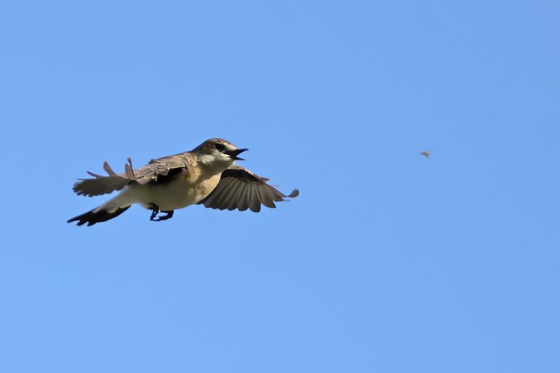 Eastern Black-eared Wheatear (Oenanthe melanoleuca)