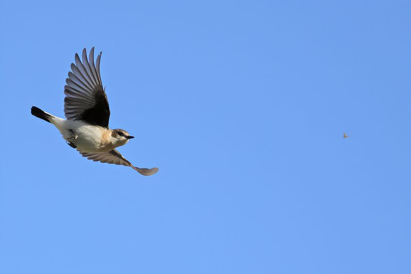 Eastern Black-eared Wheatear (Oenanthe melanoleuca)