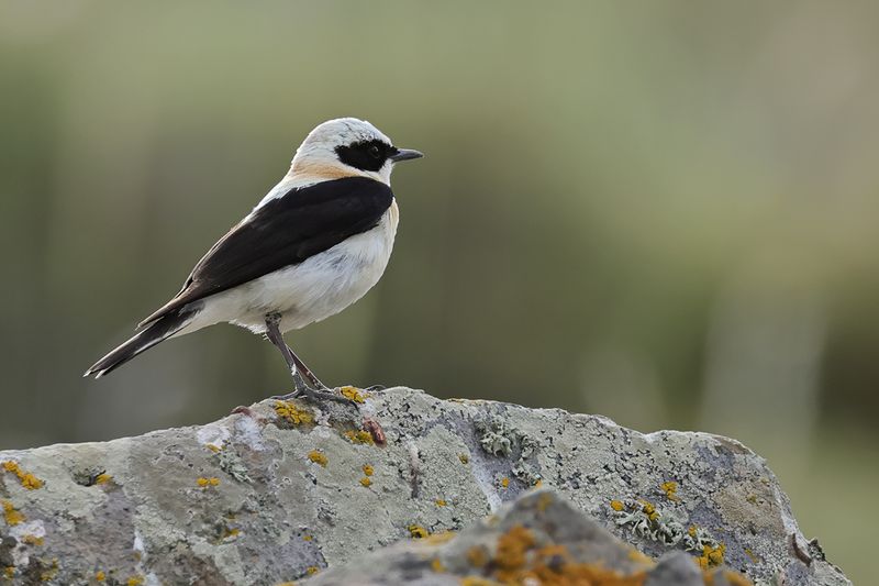 Eastern Black-eared Wheatear (Oenanthe melanoleuca)