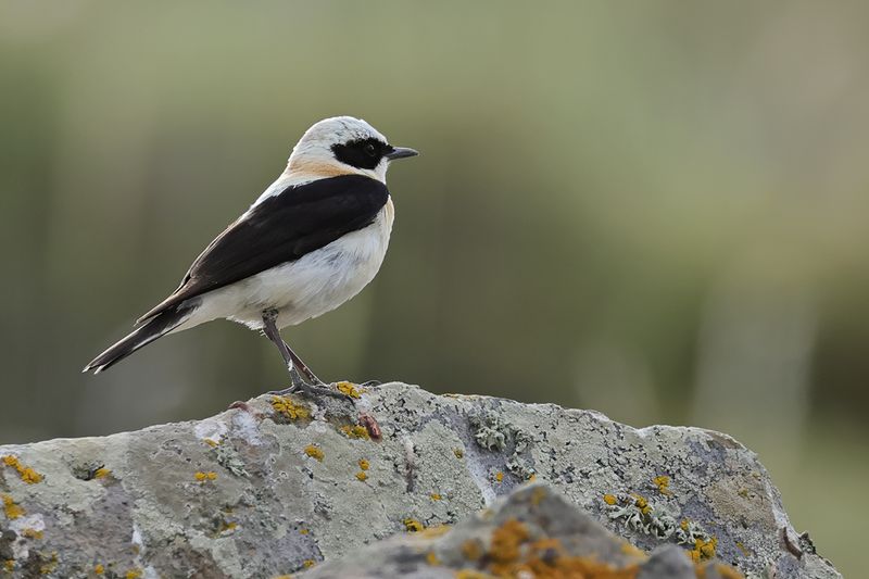 Gallery Eastern Black-eared Wheatear