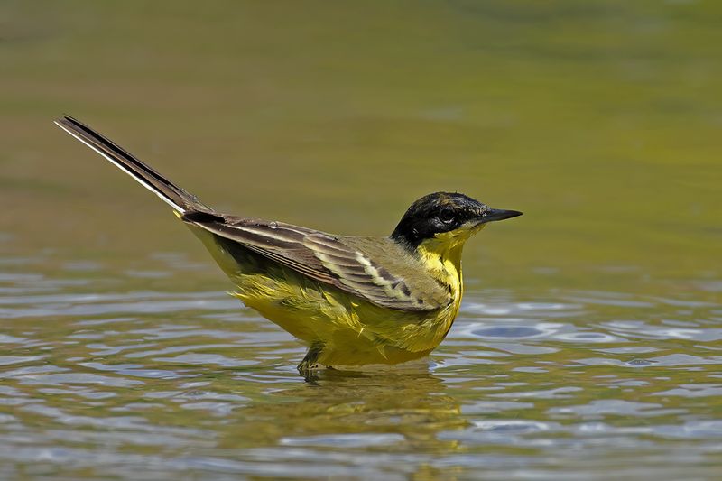 Black-headed Wagtail (Motacilla flava ssp feldegg)