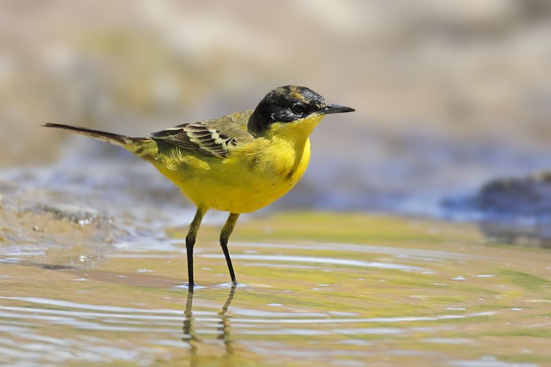 Black-headed Wagtail (Motacilla flava ssp feldegg)