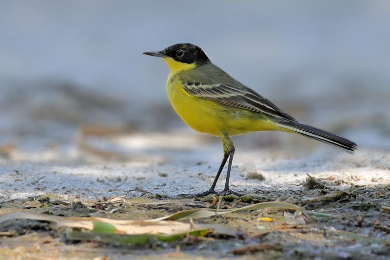 Black-headed Wagtail (Motacilla flava ssp feldegg)